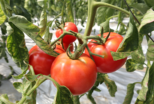 甘みの強いそら農園さんのトマト