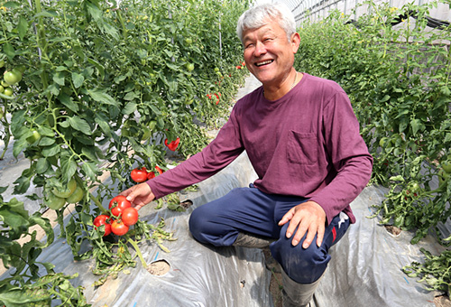 福山のトマトは、完熟してから収穫するのが特徴
